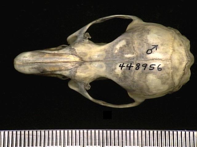 Craniata