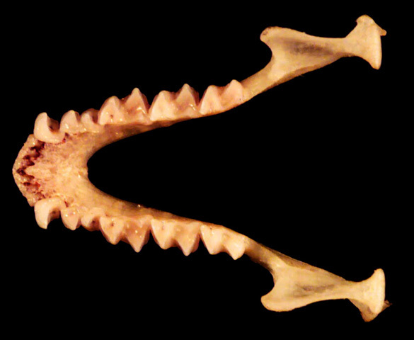 Deuterostomia