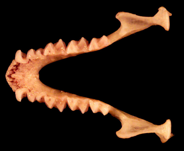 Craniata