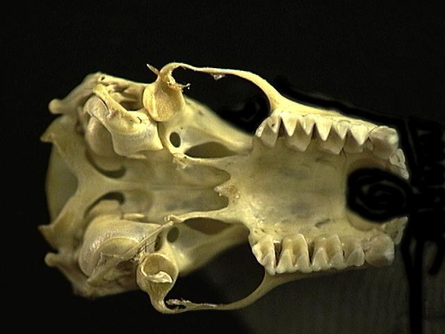 Craniata