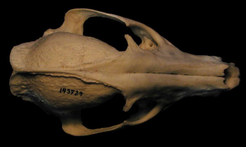 Craniata