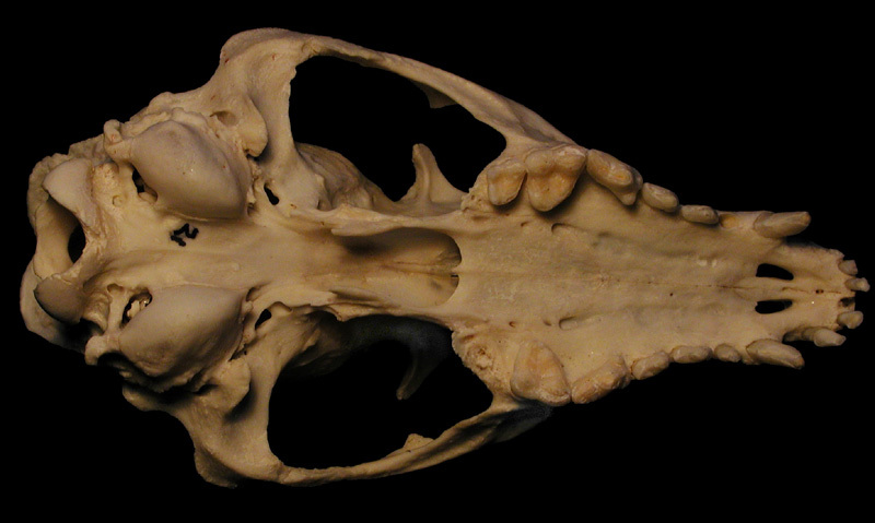 Craniata