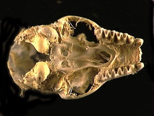 Craniata