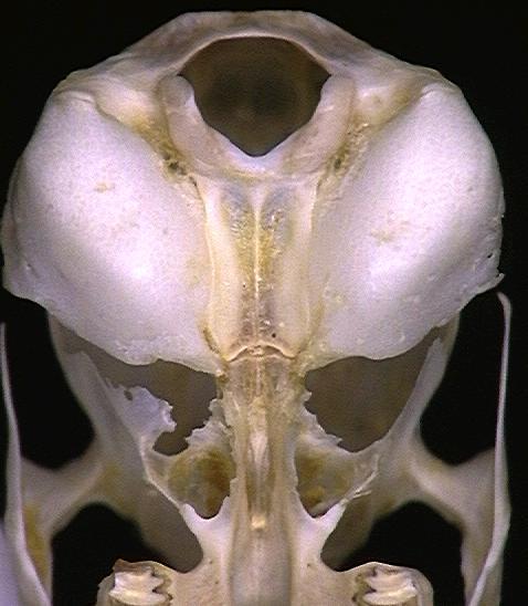 Craniata