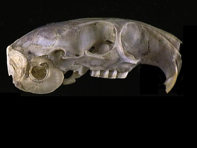 Craniata