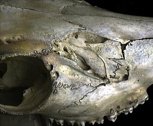 Craniata