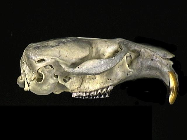 Vertebrata