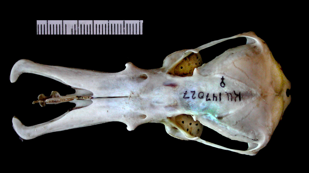 Ornithorhynchidae