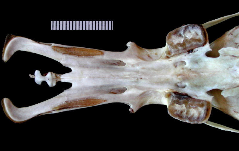 Ornithorhynchidae
