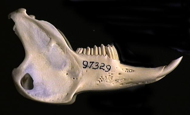 Craniata