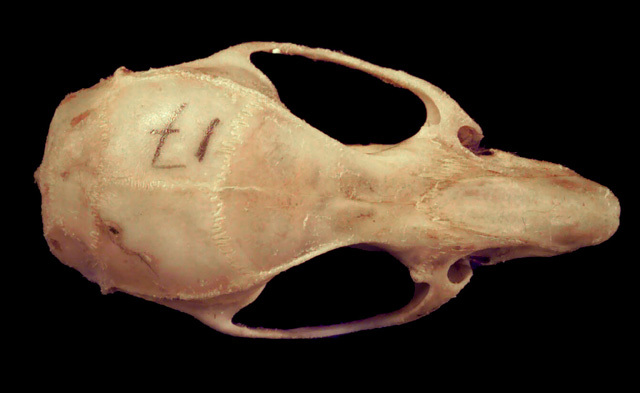 Craniata