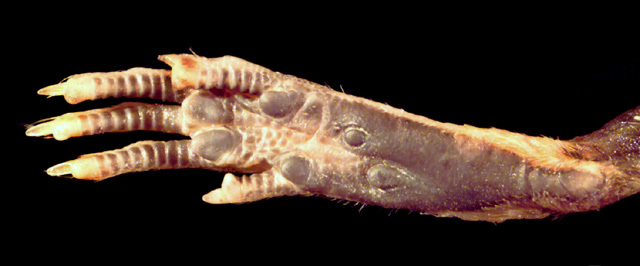 Deuterostomia