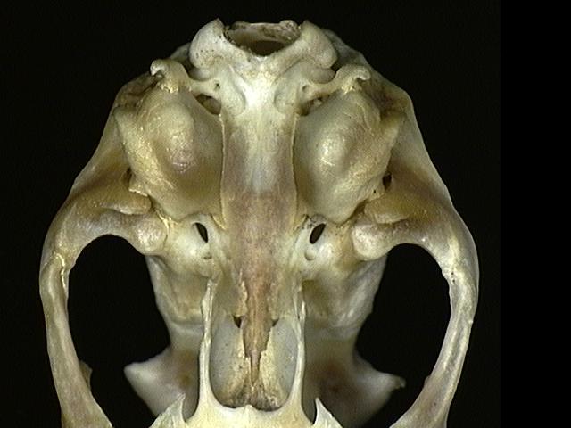 Craniata