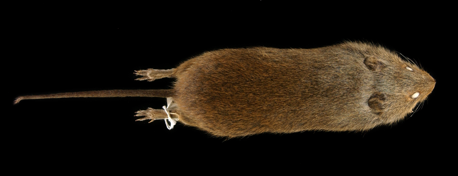 Craniata