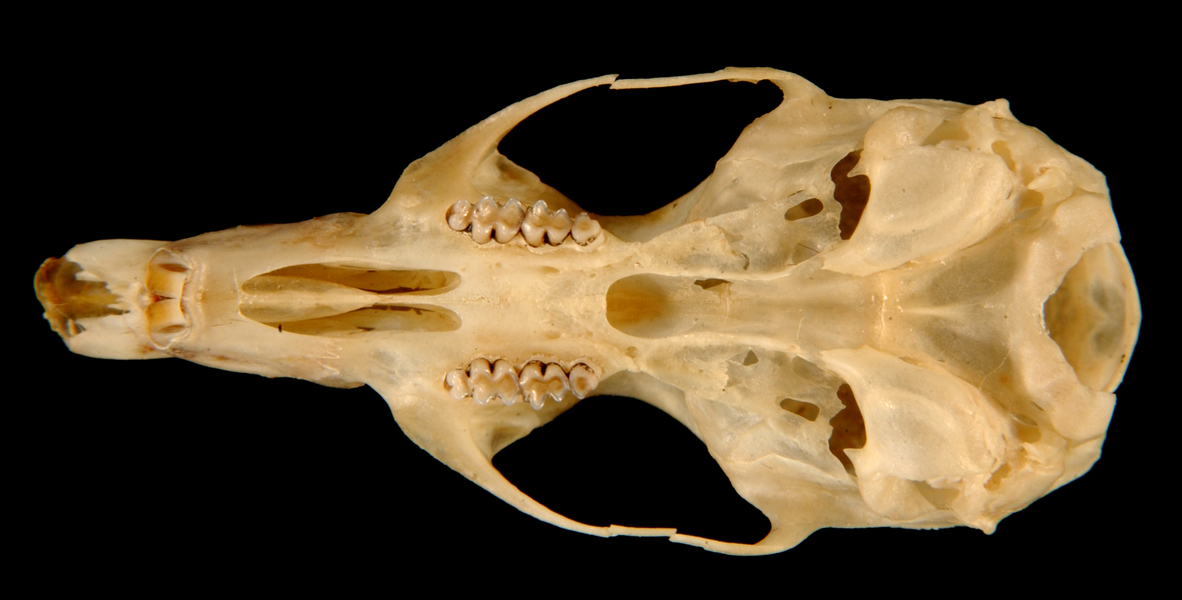 Craniata