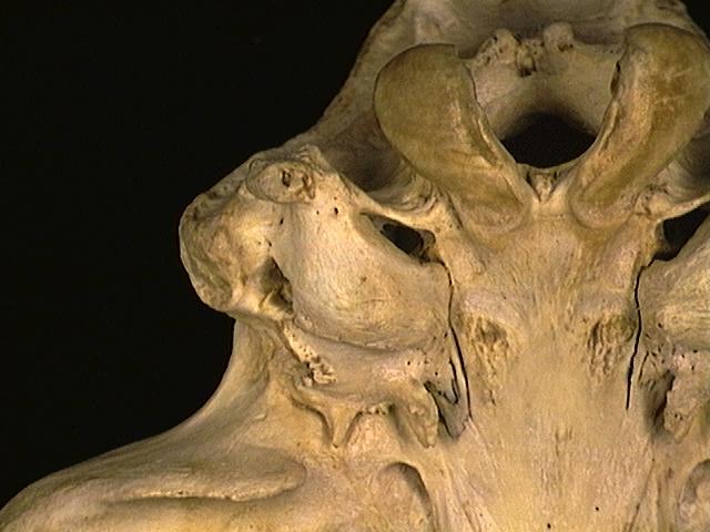 Vertebrata