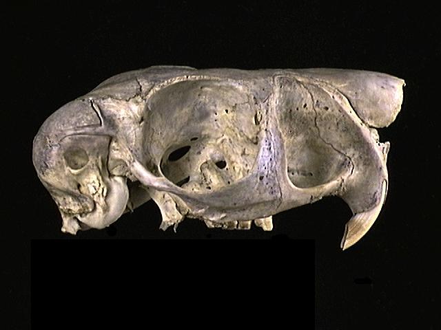 Craniata