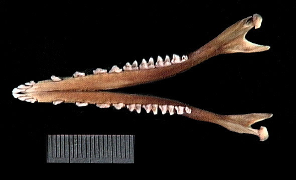 Craniata