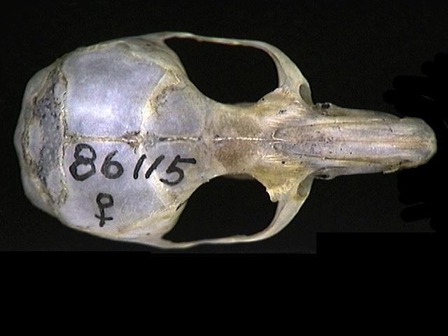 Craniata