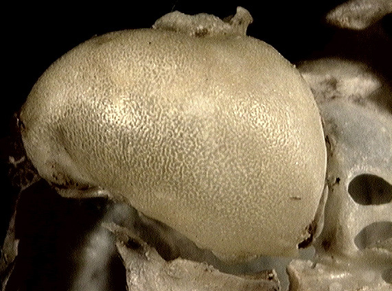 Petromus typicus
