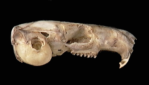 Vertebrata