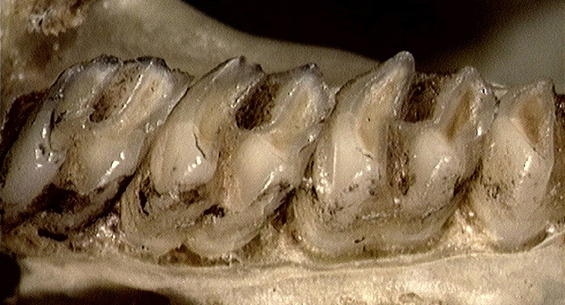 Euteleostomi