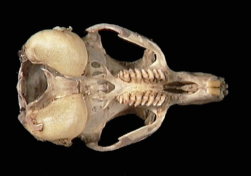 umnh424120.ventral