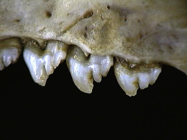 Craniata