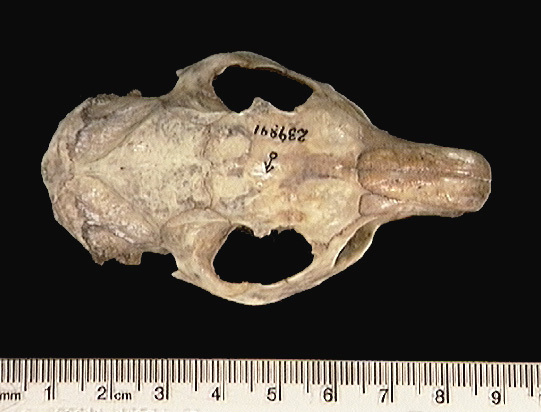 Craniata