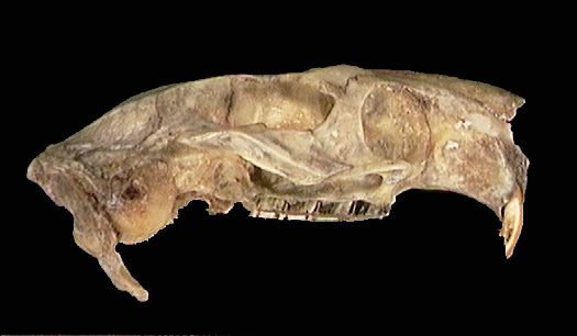 Vertebrata