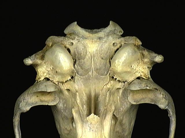 Craniata