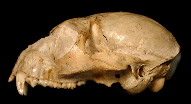 Craniata