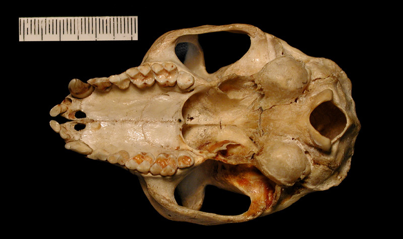 Propithecus diadema