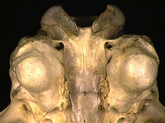 Craniata