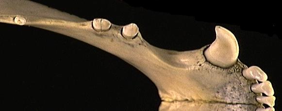 Vertebrata