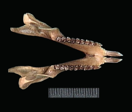 Euteleostomi