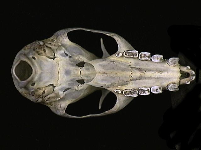 Euteleostomi