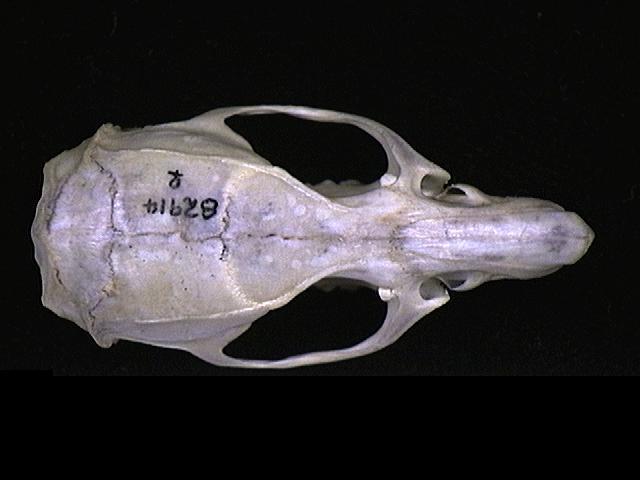 Euteleostomi