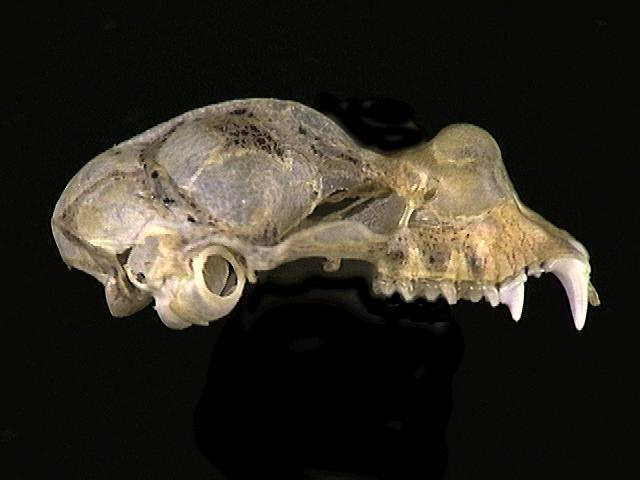 Craniata