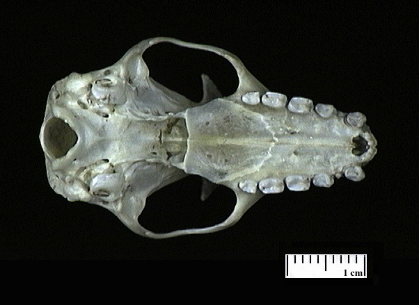 Euteleostomi