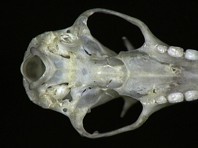 Euteleostomi