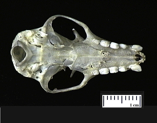 Euteleostomi