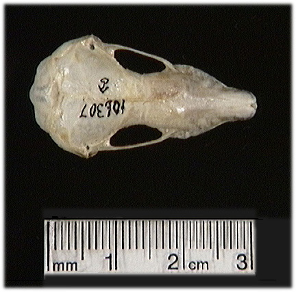 Craniata