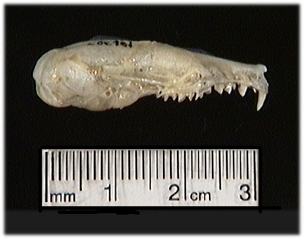 Craniata