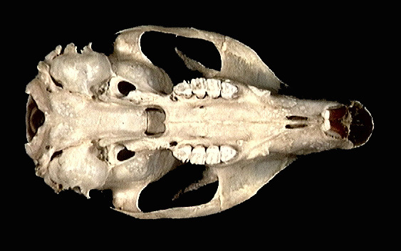 Craniata