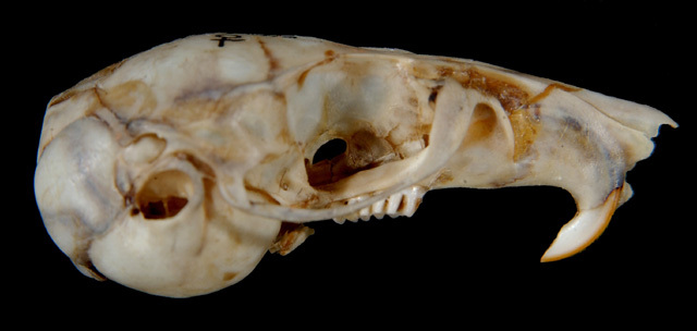 Eumetazoa