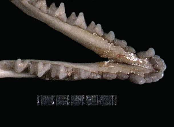 Euteleostomi