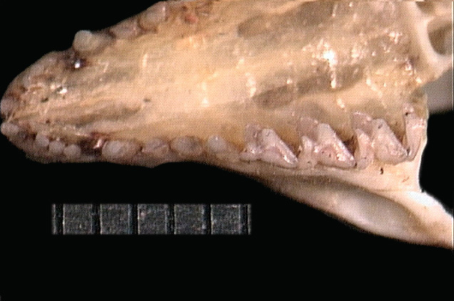 Euteleostomi