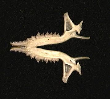 Deuterostomia