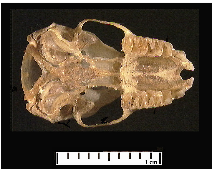 Craniata